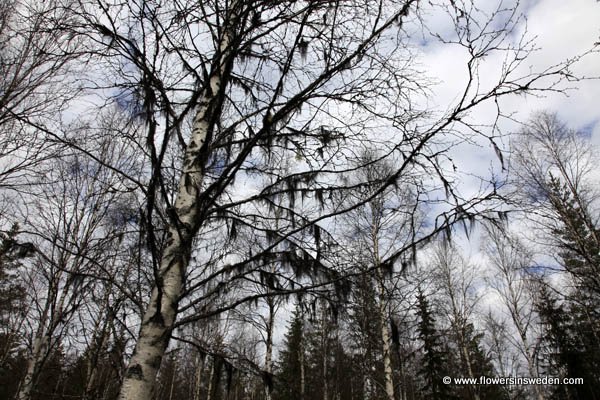 Flora of Sweden online, Native plants, Sverige