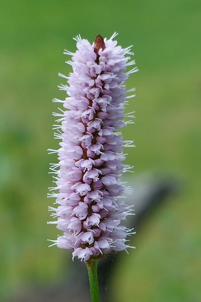 Sweden Flowers, Bistorta officinalis, Polygonum bistorta, Persicaria officinalis, Persicaria bistorta,<br> SE: Stor ormrot, DE: Schlangen-Knöterich,<br> NL: Adderwortel, UK: Snakeroot, Snake-root, Snakeweed, Easter-ledges