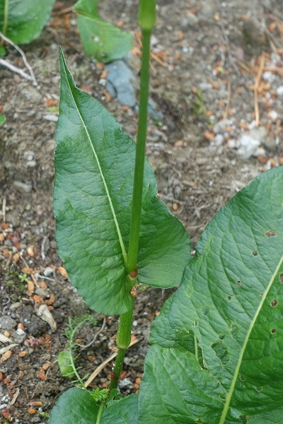 Bistorta officinalis, Polygonum bistorta, Persicaria officinalis, Persicaria bistorta,<br> SE: Stor ormrot, DE: Schlangen-Knöterich,<br> NL: Adderwortel, UK: Snakeroot, Snake-root, Snakeweed, Easter-ledges