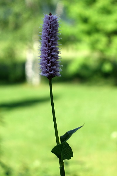 Flowers in Sweden, Wildflowers, Nature