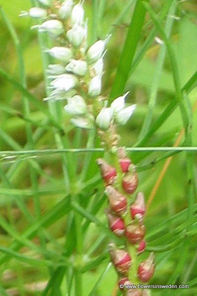 Vilda blommor i Sverige