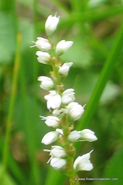 Zweden, Bloemen, Reizen, Natuur