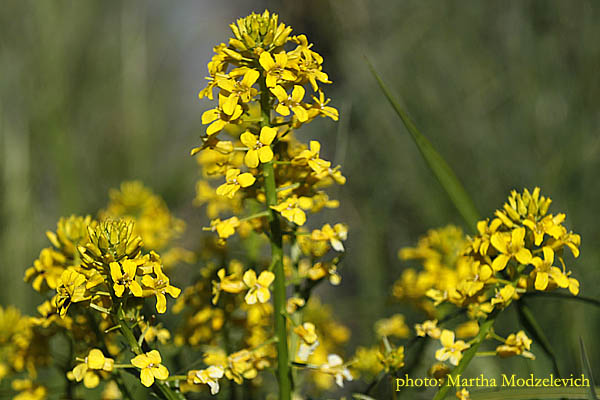 Sweden Flowers - Vilda blommor i Sverige