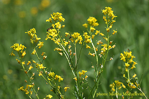 Sweden, Nature, Travel, Wild Flowers