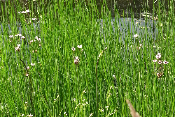 Sweden Flowers, Butomus umbellatus, Blomvass, Schwanenblume, Zwanenbloem, Flowering Rush