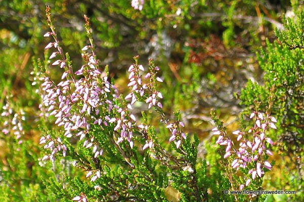 Flowers, Sweden, Send flowers