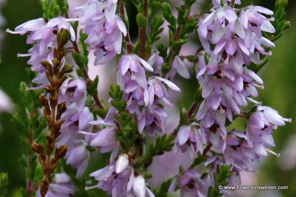 Erica vulgaris or calluna vulgaris, Common Heather, ling, heath or