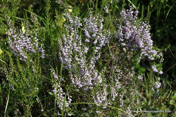 Vilda blommor i Sverige