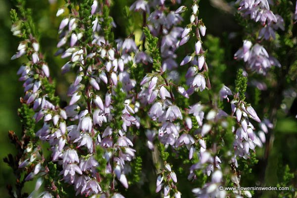 Sweden, Nature, Travel, Wild Flowers