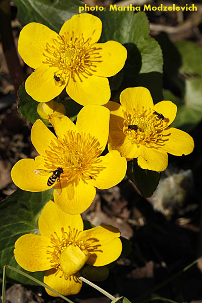 Sweden Wildflowers and native plants