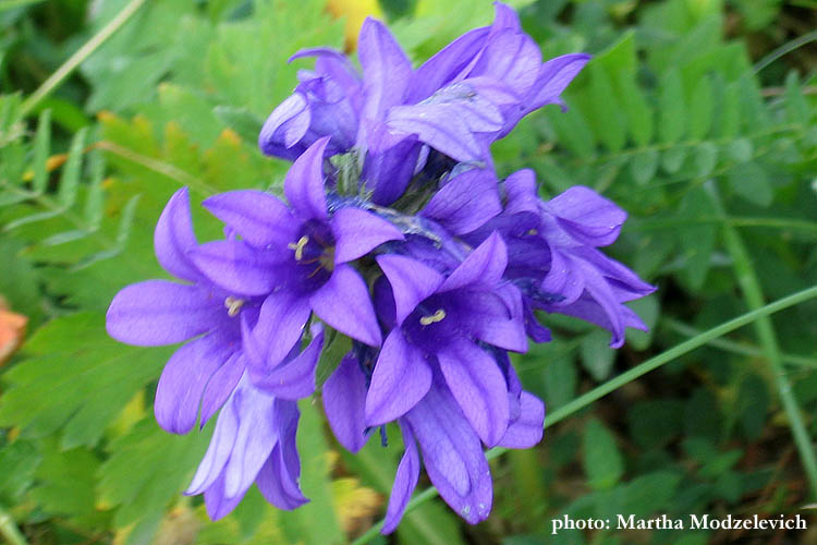 Hammarstrand Camping,Campanula glomerata,Clustered Bellflower, Knäuel-Glockenblume, Toppklocka, Mosis rosor