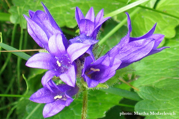 Sweden, Hammarstrand Camping, Nature, Travel, Wildflowers