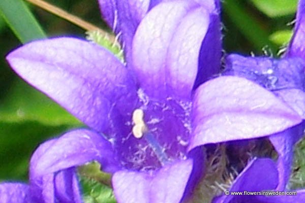 Sweden, Hammarstrand Camping,Campanula glomerata,Clustered Bellflower, Knäuel-Glockenblume,Toppklocka, Mosis rosor