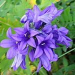 Blue (Blue-violet, Blue-purple, Grey) flowers in Sweden
