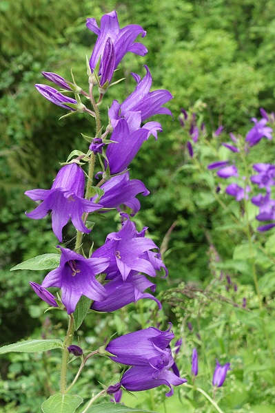 Sweden Flowers, Campanula latifolia, Hässleklocka, Breitblättrige Glockenblume, Breed klokje, Giant bellflower, Large campanula, Wide-leaved bellflower