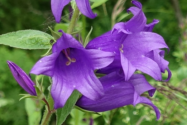 Campanula latifolia, Hässleklocka, Breitblättrige Glockenblume, Breed klokje, Giant bellflower, Large campanula, Wide-leaved bellflower