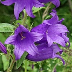 Campanula latifolia - Flowers of Sweden