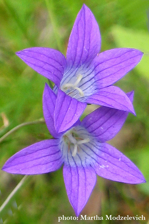 Vilda blommor i Sverige