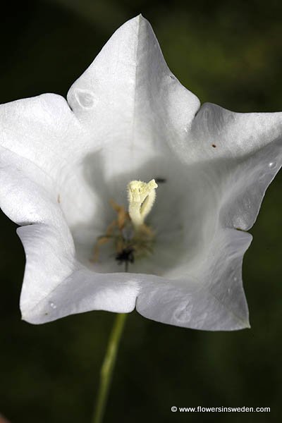 Flora of Sweden online, native plants, Sverige