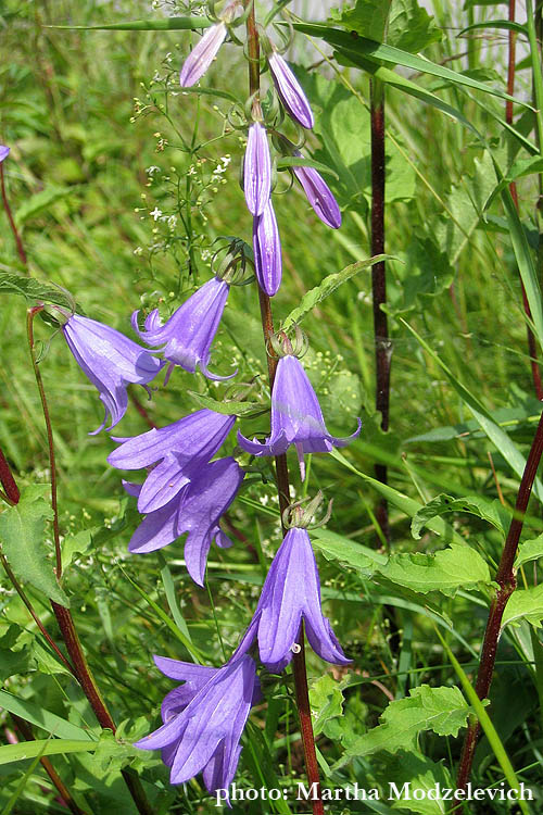 Zweden, Natuur, Wild Bloemen