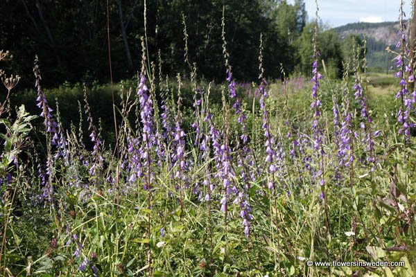 Vilda blommor i Sverige