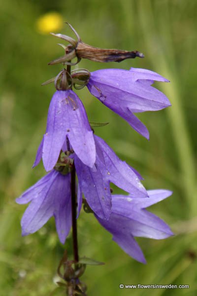 Sweden, Nature, Travel, Flowers