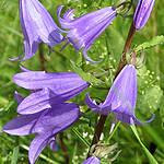 Campanula rapunculoides - Flowers of Sweden