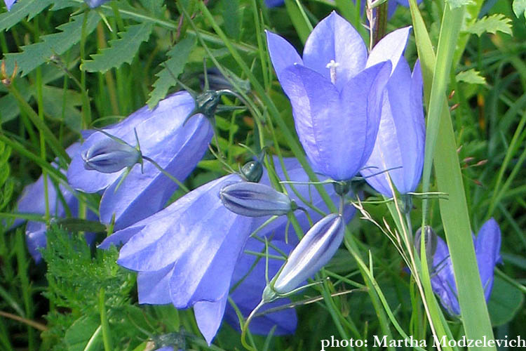 Sweden, Nature, Travel, Flowers