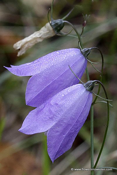 Zweden, Natuur, Reizen, Wild Bloemen