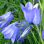 Campanula rotundifolia - Flowers of Sweden