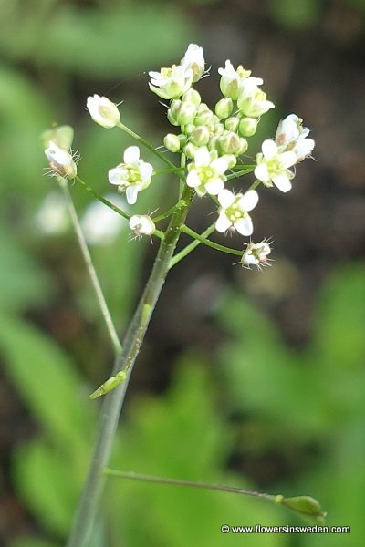 Sweden Flowers, Capsella bursa-pastoris, Lomme, Gewöhnliches Hirtentäschel, Herderstasje, Sheperd's Purse, Mother's heart