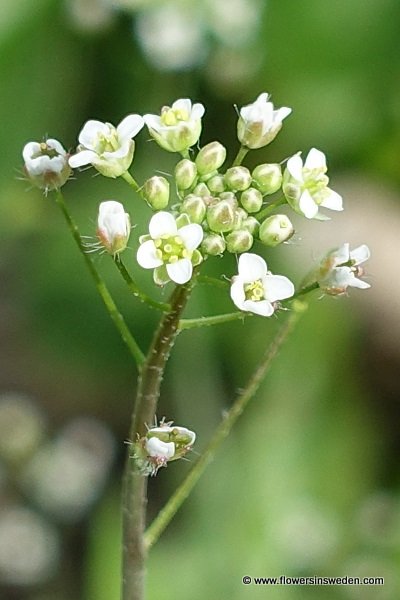 Flowers in Sweden, Wildflowers, Nature