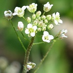 Carduus crispus - Flowers of Sweden