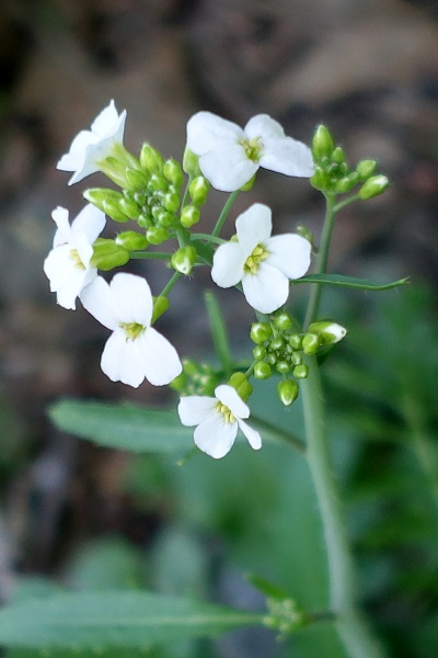 Sweden Flowers, Cardaminopsis arenosa, Arabis arenosa, Sandtrav, Sand-Schaumkresse, Zandscheefkelk, Sand Rock-cress