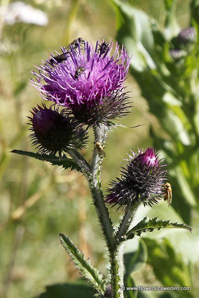 Vilda blommor i Sverige