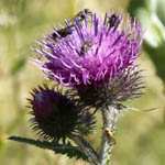 Carduus crispus - Flowers of Sweden