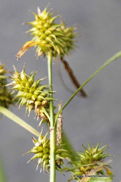 Sweden, Wildflowers, Travel, Destination