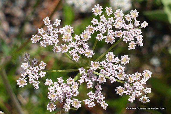 Sweden Flowers, Carum carvi, Kummin, Echter Kümmel, Wiesen-Kümmel, Karwij, Caraway