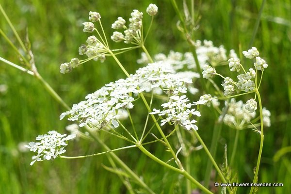 Carum carvi, Kummin, Echter Kümmel, Wiesen-Kümmel, Karwij, Caraway