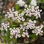 Carduus crispus - Flowers of Sweden