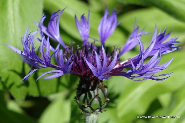 Sweden Flowers,Centaurea montana, Cyanus montana, Bergklint, Berg Flockenblome, Bergcentaurie, Perennial Cornflower