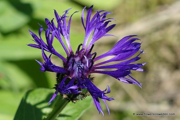 Centaurea montana, Cyanus montana, Bergklint, Berg Flockenblome, Bergcentaurie, Perennial Cornflower