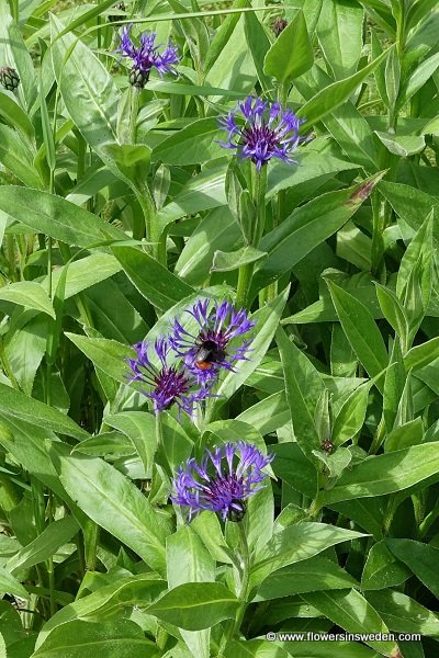 Flowers in Sweden, Wildflowers, Nature