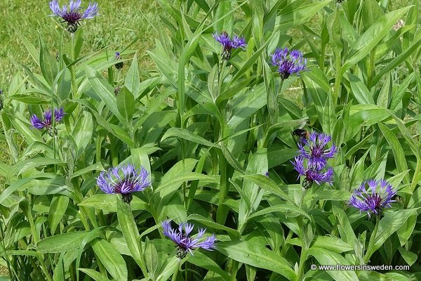 Centaurea montana, Cyanus montana, Bergklint, Berg Flockenblome, Bergcentaurie, Perennial Cornflower