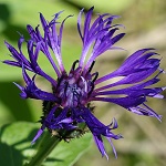 Centaurea montana - Flowers of Sweden