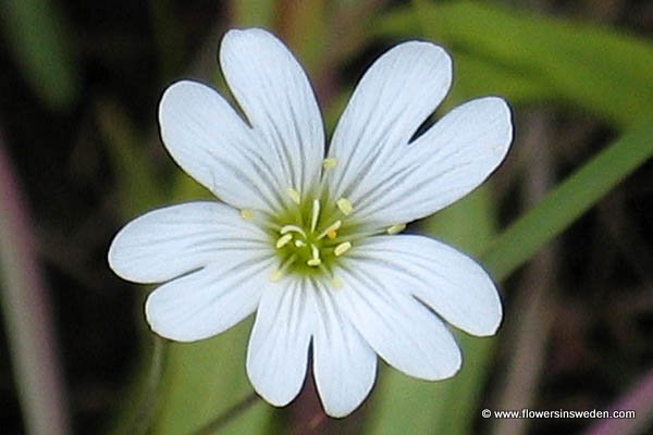 Sweden, Nature, Travel, Flowers