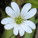 Cerastium arvense - Flowers of Sweden