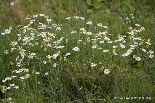 Sweden, Wildflowers, Sverige, Vilda blommor