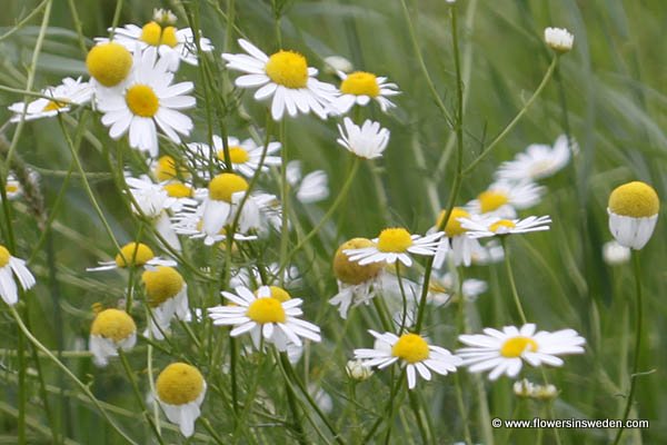 Zweden, Natuur, Reizen, Bloemen