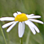 Cirsium helenioides - Flowers of Sweden